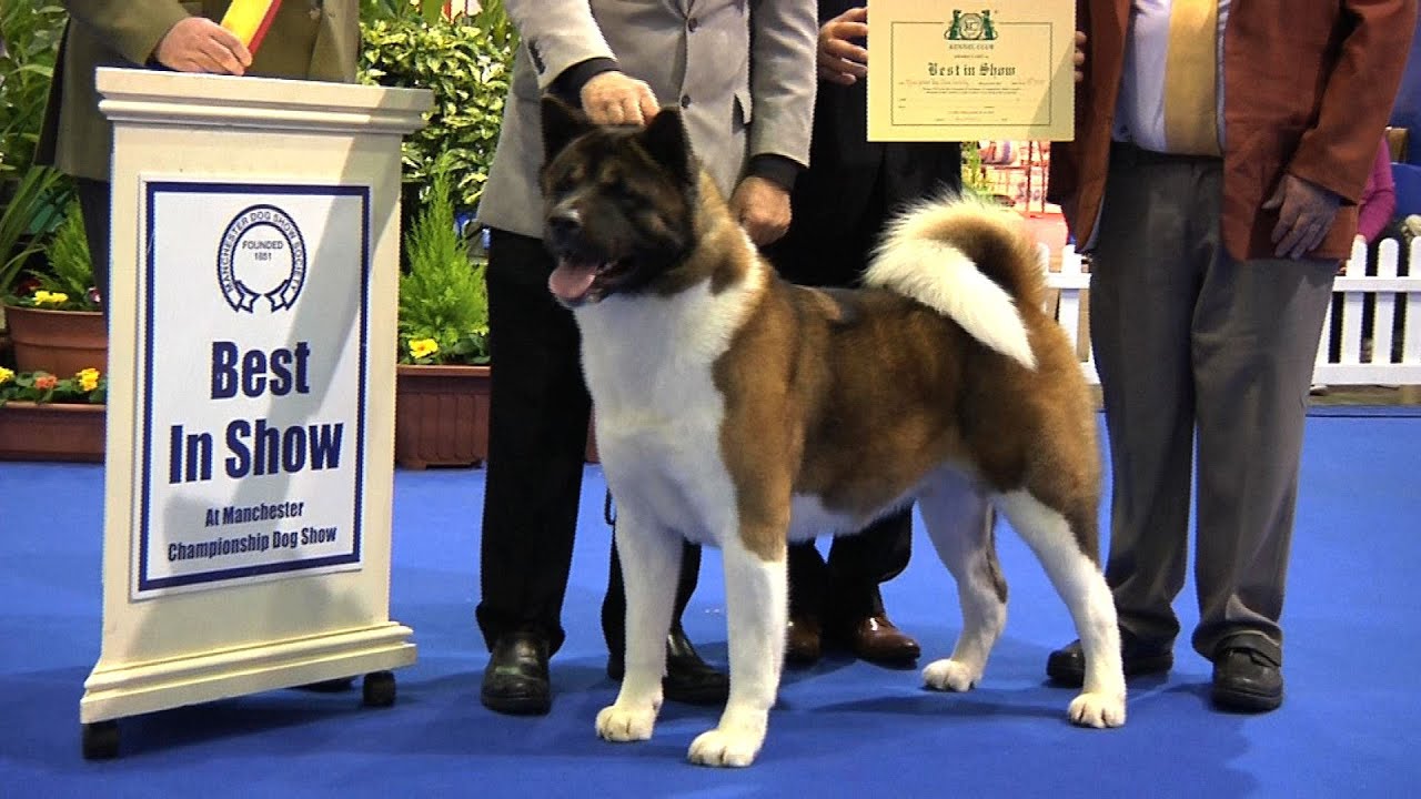 MANCHESTER CHAMPIONSHIP DOG SHOW