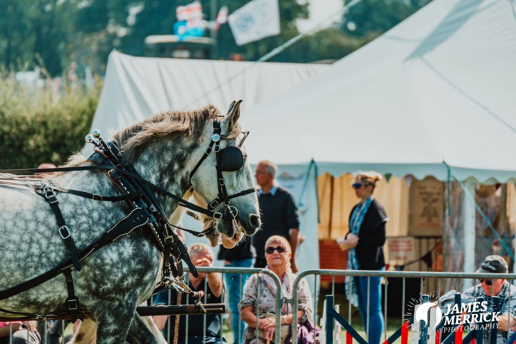 The Eccleshall Show