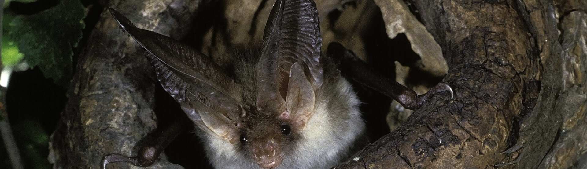 Bat Walk at the Wolseley Centre