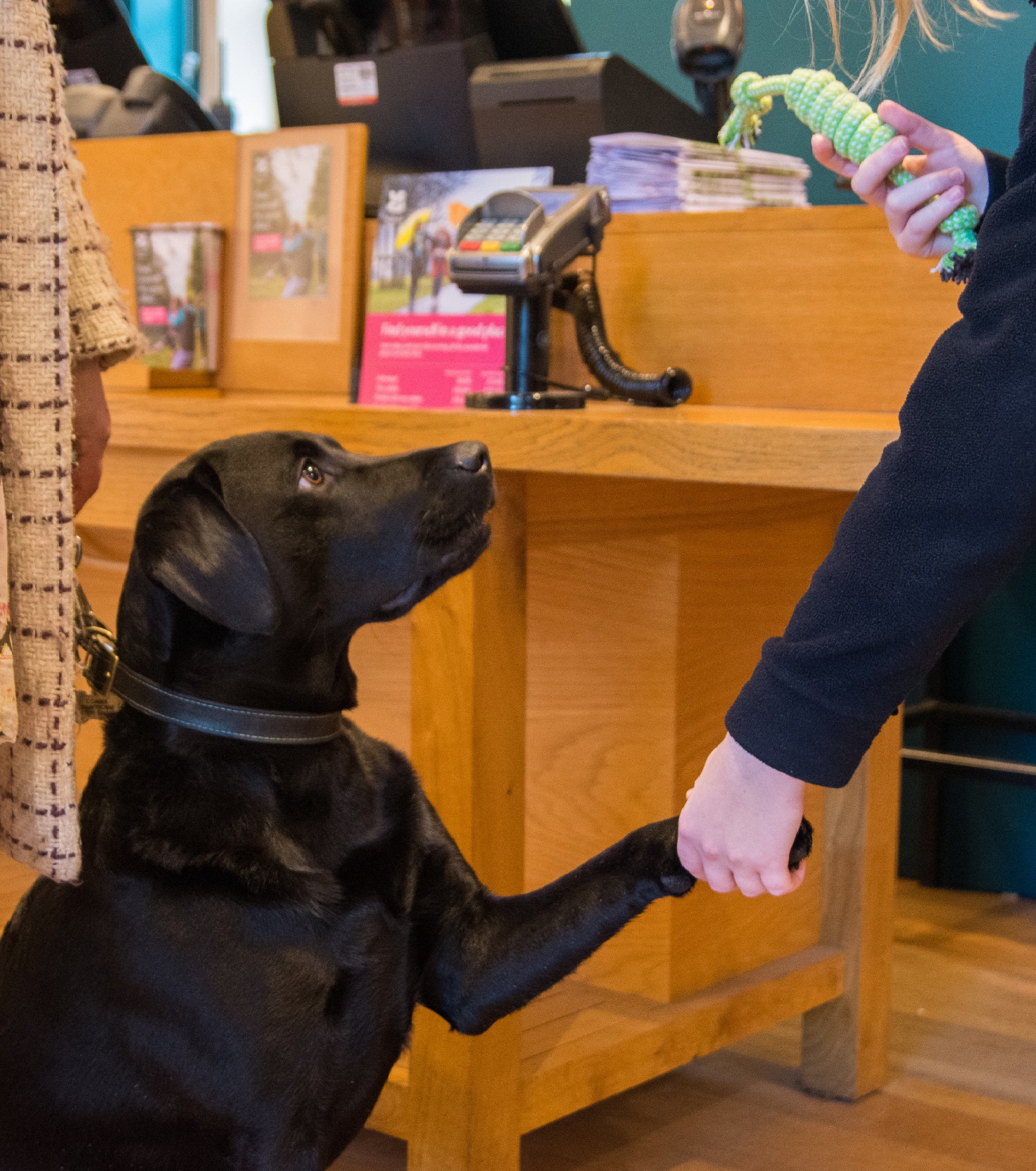 Bark Farm | Celebrate Dogs at Shugborough Estate