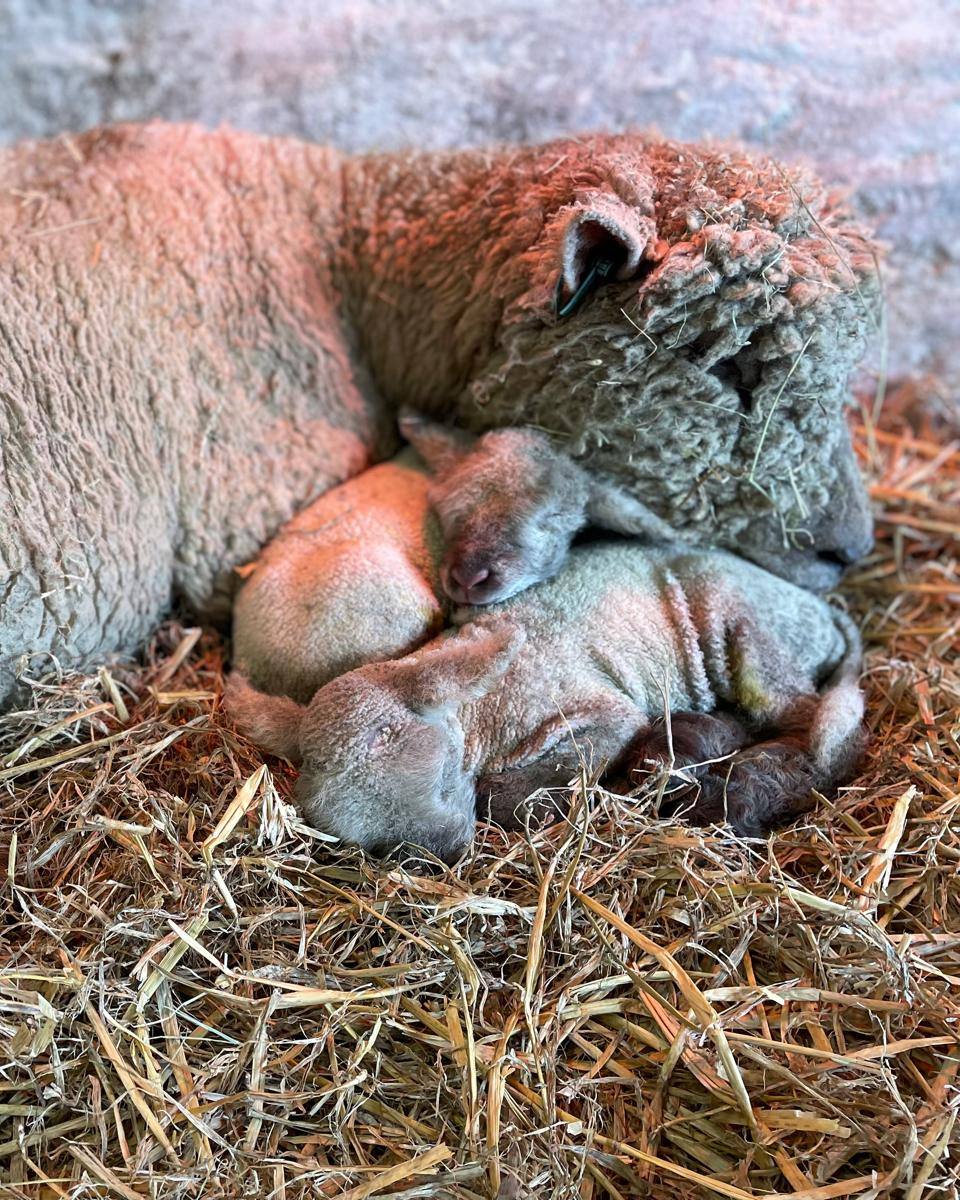 Lambing Talks with Shugborough Estates Lambing Team