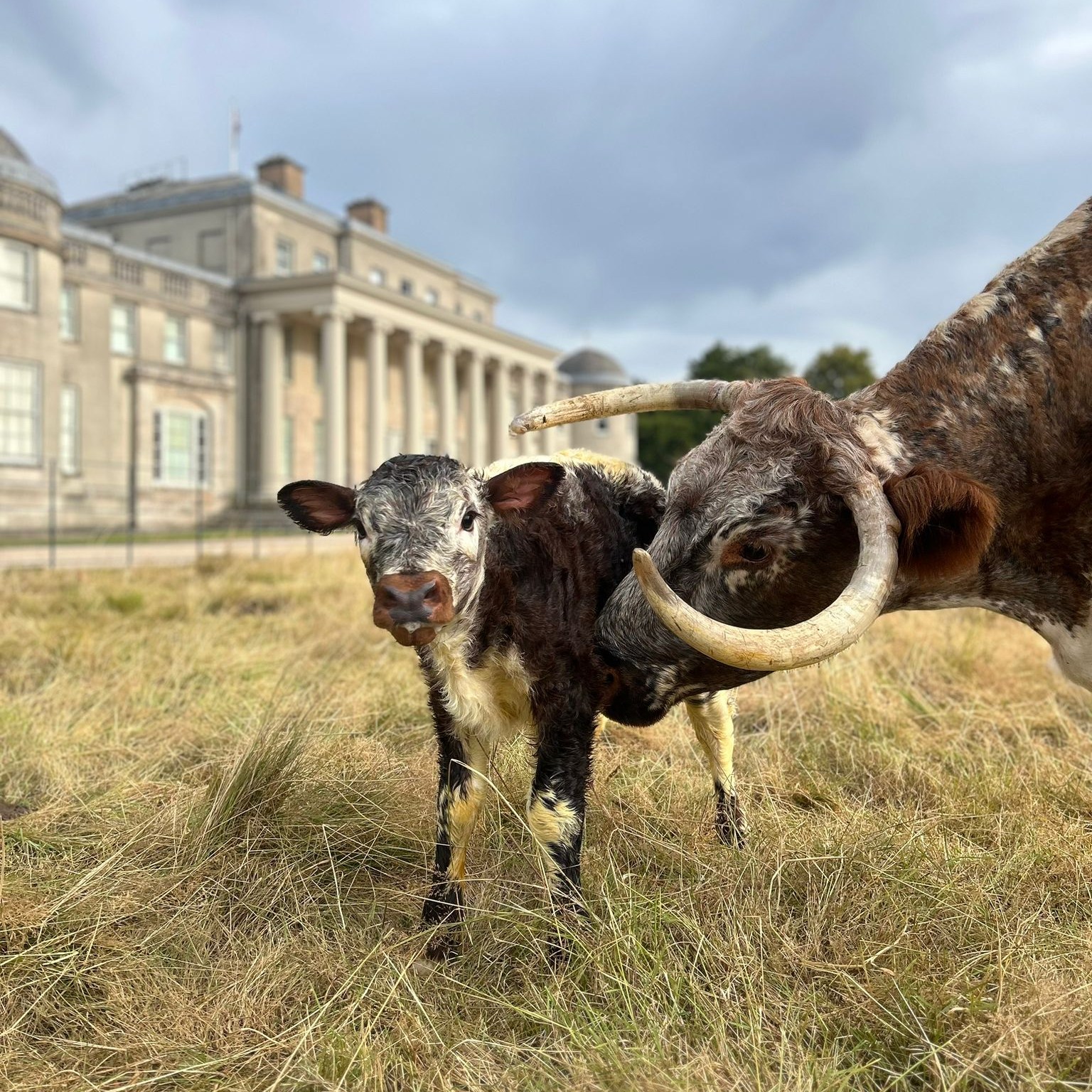 Farm Day At Shugborough Estate