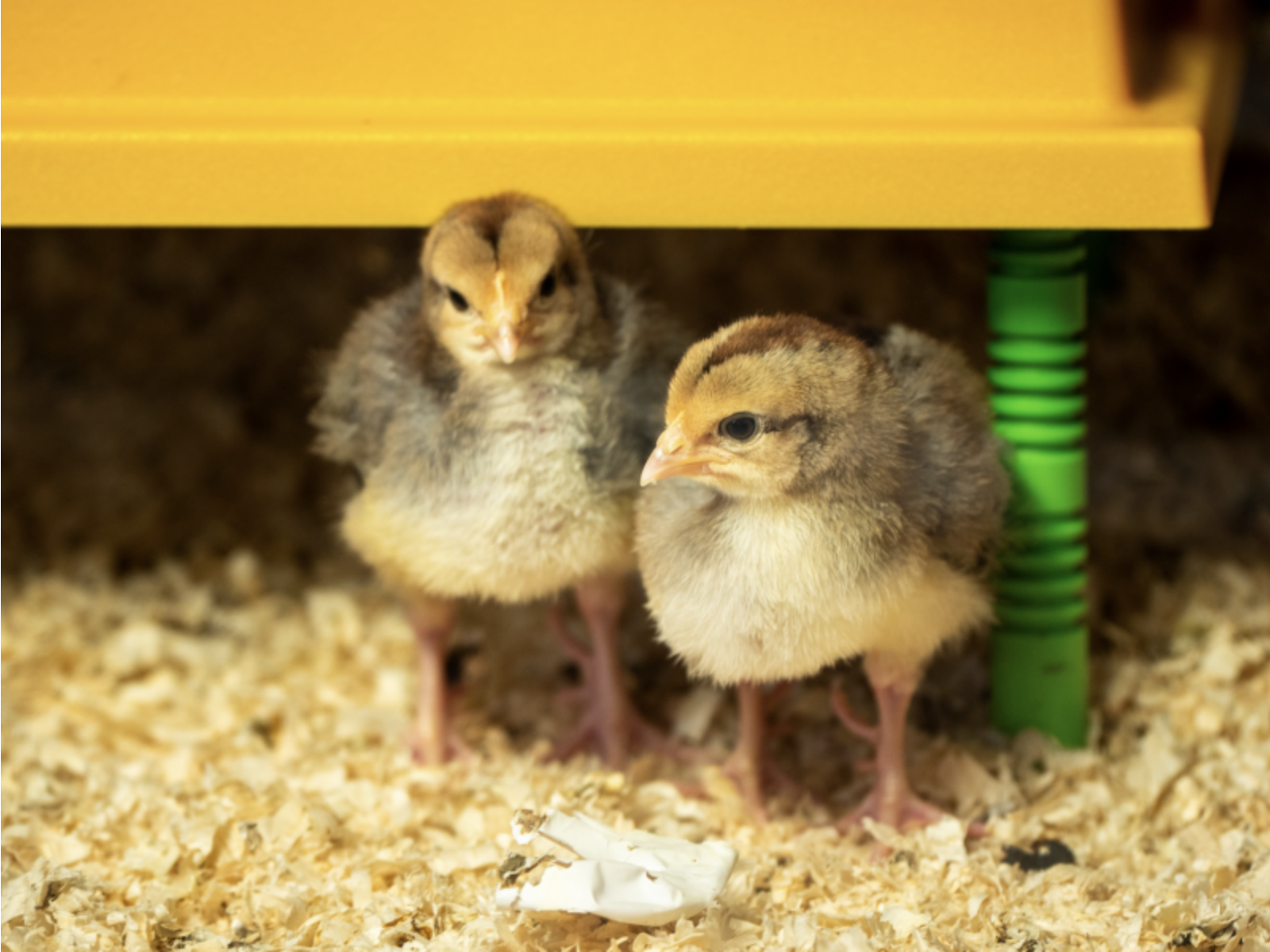 Chick Handling at Shugborough Estate