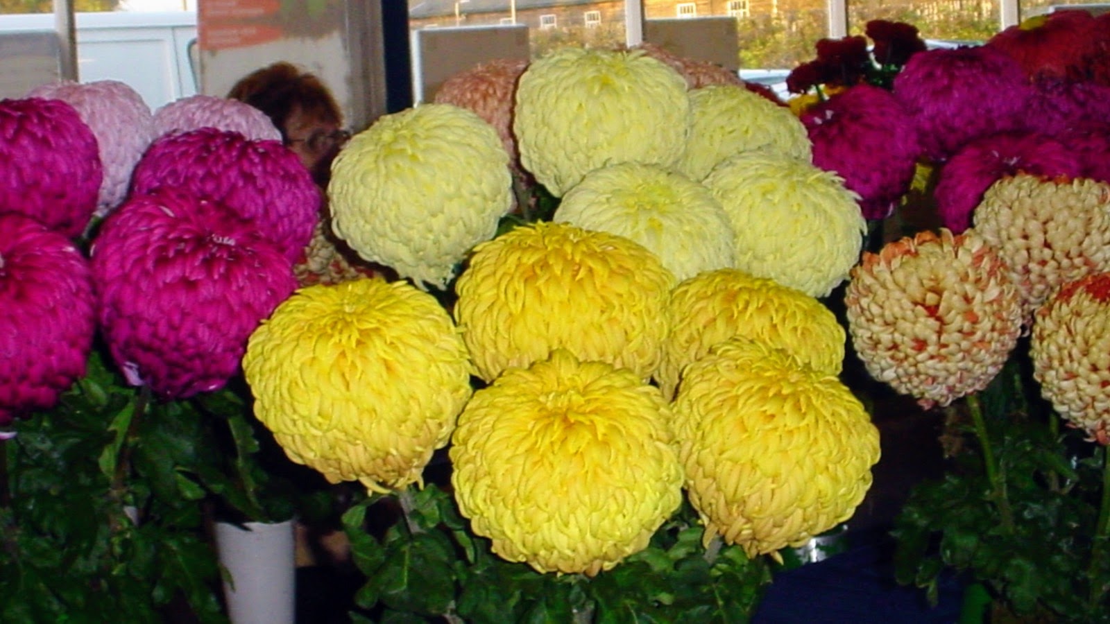 Stafford County Showground